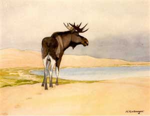 Elch auf der Düne von Hans Kallmeyer